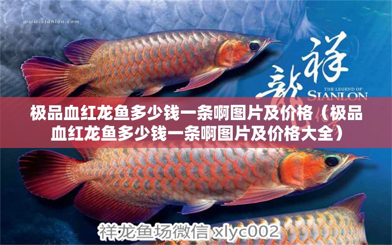 極品血紅龍魚多少錢一條啊圖片及價格（極品血紅龍魚多少錢一條啊圖片及價格大全） 印尼紅龍魚