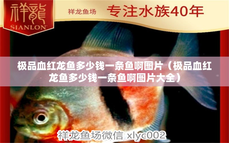 極品血紅龍魚多少錢一條魚啊圖片（極品血紅龍魚多少錢一條魚啊圖片大全） 印尼紅龍魚