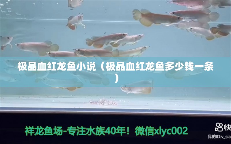 極品血紅龍魚小說（極品血紅龍魚多少錢一條）