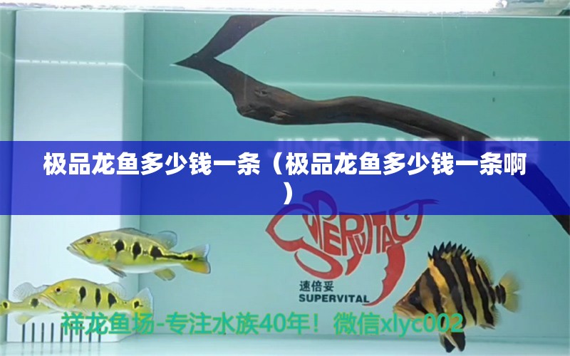 極品龍魚多少錢一條（極品龍魚多少錢一條?。?觀賞魚市場（混養(yǎng)魚）