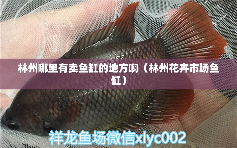 林州哪里有賣魚缸的地方?。种莼ɑ苁袌鲷~缸）