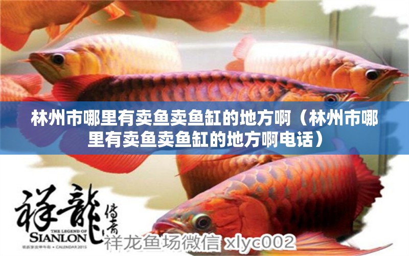 林州市哪里有賣(mài)魚(yú)賣(mài)魚(yú)缸的地方啊（林州市哪里有賣(mài)魚(yú)賣(mài)魚(yú)缸的地方啊電話(huà)） 白化巴西龜（白巴）