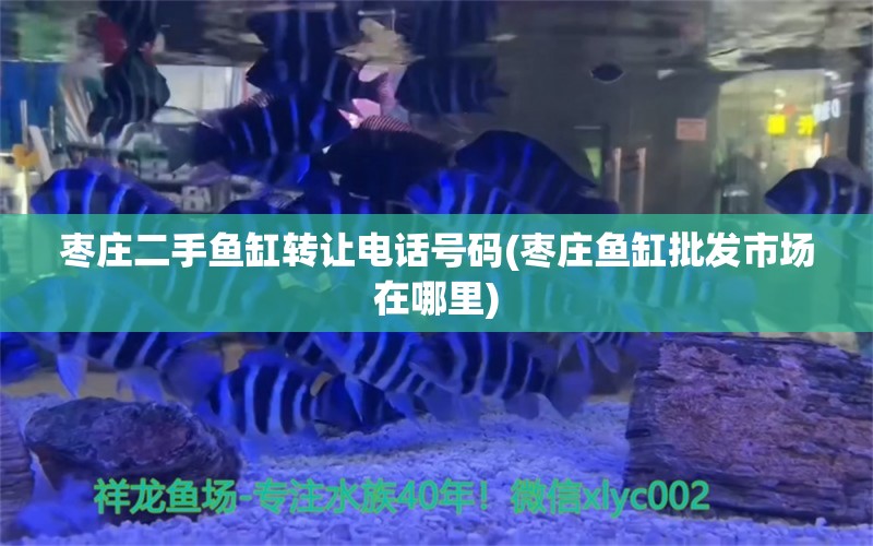 棗莊二手魚缸轉讓電話號碼(棗莊魚缸批發(fā)市場在哪里) 白子黑帝王魟魚