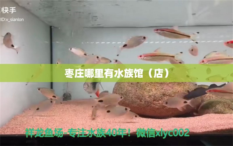 棗莊哪里有水族館（店） 觀賞魚水族批發(fā)市場