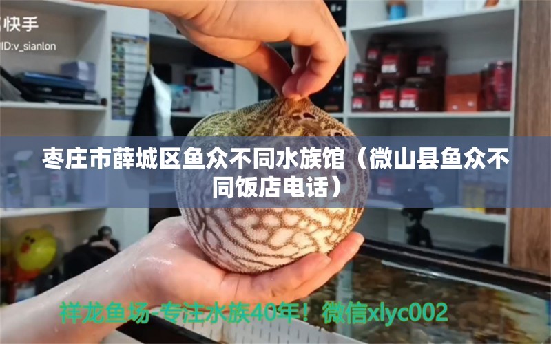 棗莊市薛城區(qū)魚眾不同水族館（微山縣魚眾不同飯店電話）