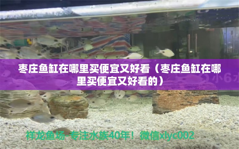 棗莊魚(yú)缸在哪里買便宜又好看（棗莊魚(yú)缸在哪里買便宜又好看的） 觀賞魚(yú)市場(chǎng)（混養(yǎng)魚(yú)）