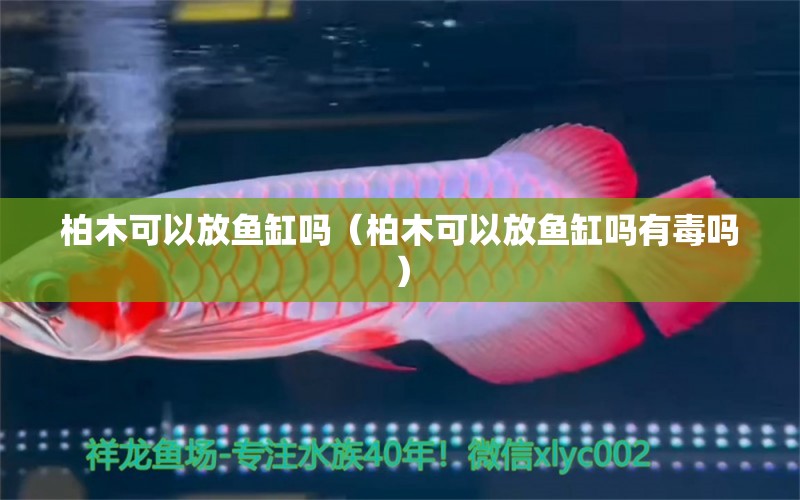 柏木可以放魚缸嗎（柏木可以放魚缸嗎有毒嗎） 其他品牌魚缸