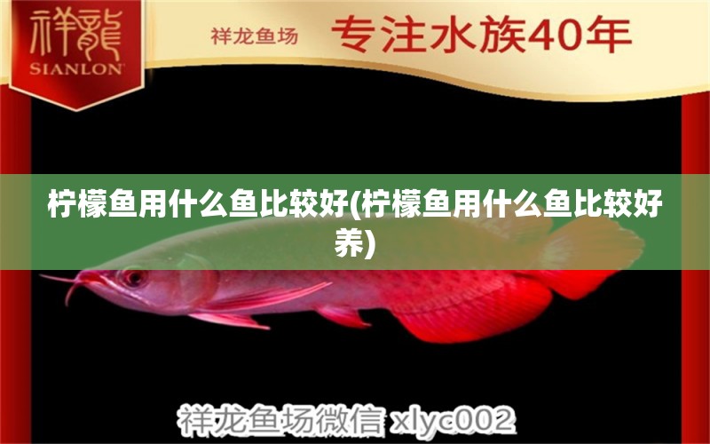 檸檬魚用什么魚比較好(檸檬魚用什么魚比較好養(yǎng))