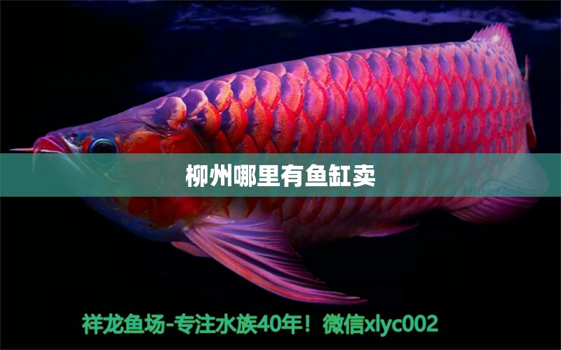 柳州哪里有魚缸賣 其他品牌魚缸