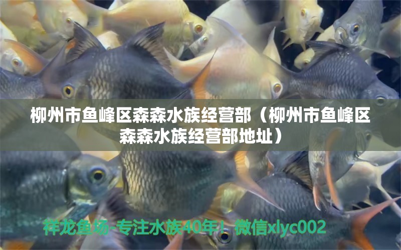 柳州市魚峰區(qū)森森水族經(jīng)營部（柳州市魚峰區(qū)森森水族經(jīng)營部地址）