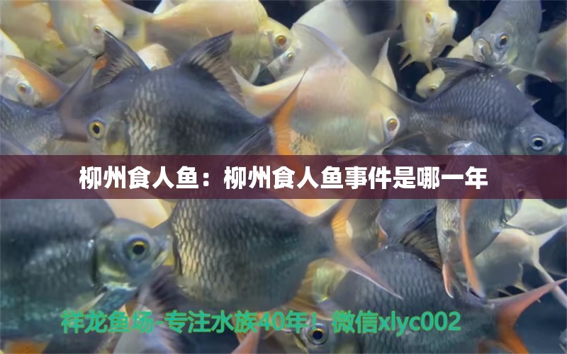 柳州食人魚：柳州食人魚事件是哪一年