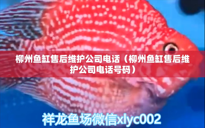 柳州魚缸售后維護公司電話（柳州魚缸售后維護公司電話號碼）