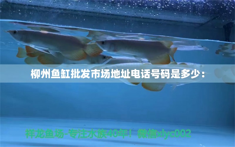 柳州魚(yú)缸批發(fā)市場(chǎng)地址電話(huà)號(hào)碼是多少： 觀賞魚(yú)