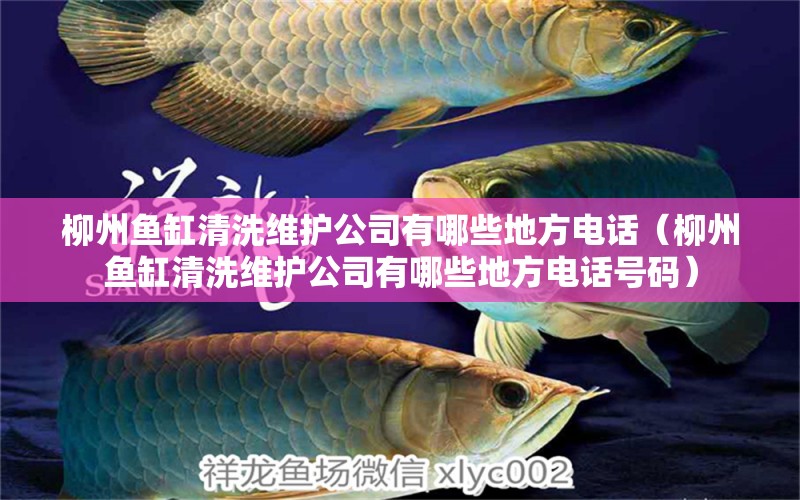 柳州魚(yú)缸清洗維護(hù)公司有哪些地方電話(huà)（柳州魚(yú)缸清洗維護(hù)公司有哪些地方電話(huà)號(hào)碼） 觀賞魚(yú)市場(chǎng)（混養(yǎng)魚(yú)）