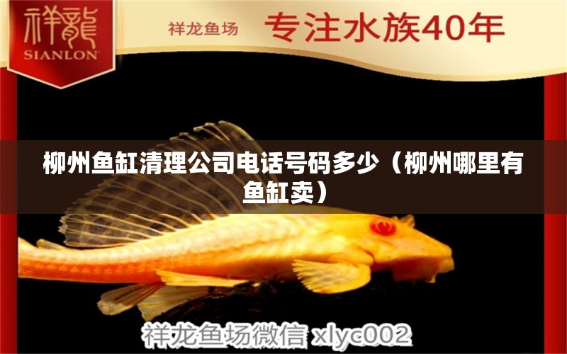 柳州魚缸清理公司電話號(hào)碼多少（柳州哪里有魚缸賣） 白子關(guān)刀魚苗