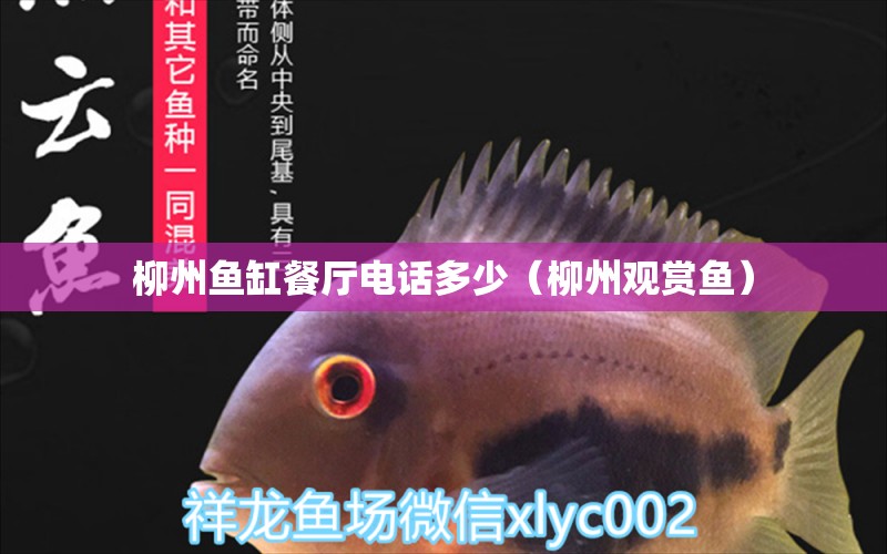 柳州魚缸餐廳電話多少（柳州觀賞魚）