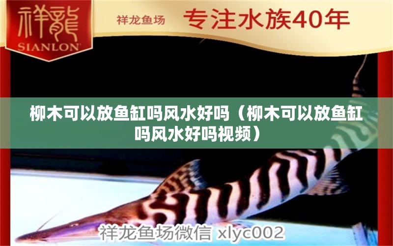 柳木可以放魚缸嗎風水好嗎（柳木可以放魚缸嗎風水好嗎視頻）