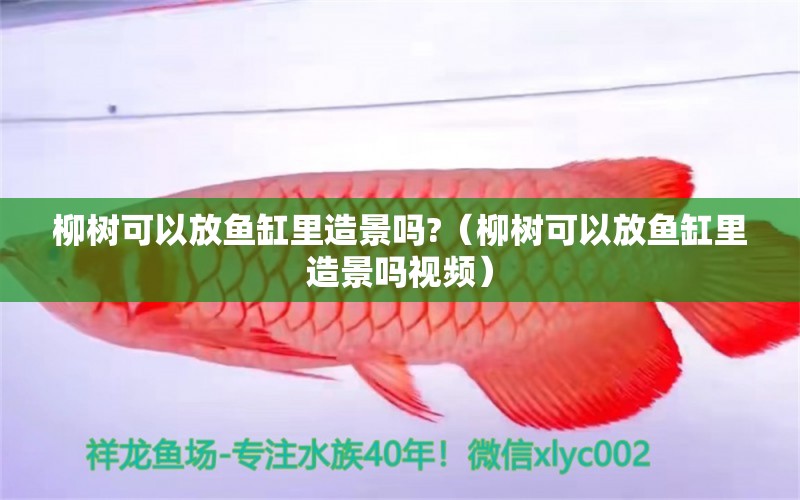 柳樹可以放魚缸里造景嗎?（柳樹可以放魚缸里造景嗎視頻）