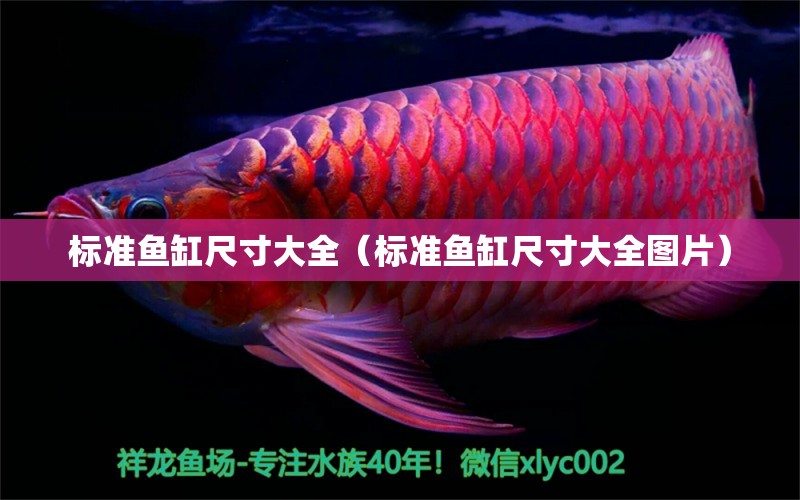 標準魚缸尺寸大全（標準魚缸尺寸大全圖片） 藍帆三間魚