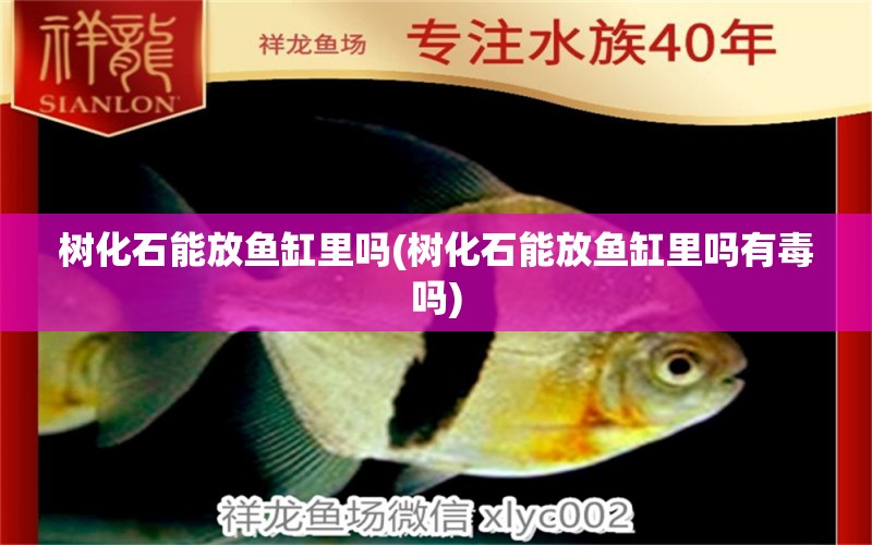 樹化石能放魚缸里嗎(樹化石能放魚缸里嗎有毒嗎) 其它水族用具設(shè)備 第1張