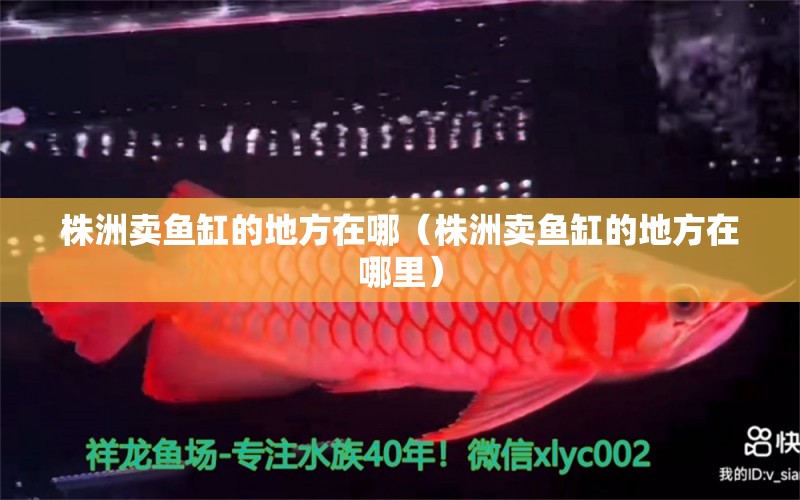 株洲賣魚缸的地方在哪（株洲賣魚缸的地方在哪里） 其他品牌魚缸