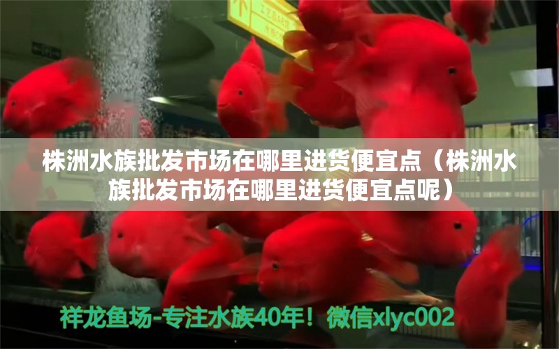 株洲水族批發(fā)市場在哪里進貨便宜點（株洲水族批發(fā)市場在哪里進貨便宜點呢）