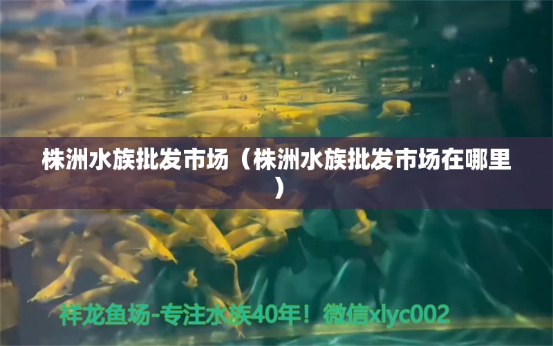 株洲水族批發(fā)市場(chǎng)（株洲水族批發(fā)市場(chǎng)在哪里） 觀賞魚(yú)水族批發(fā)市場(chǎng) 第1張