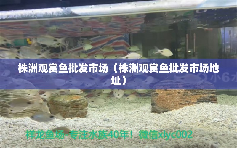 株洲觀賞魚批發(fā)市場（株洲觀賞魚批發(fā)市場地址）