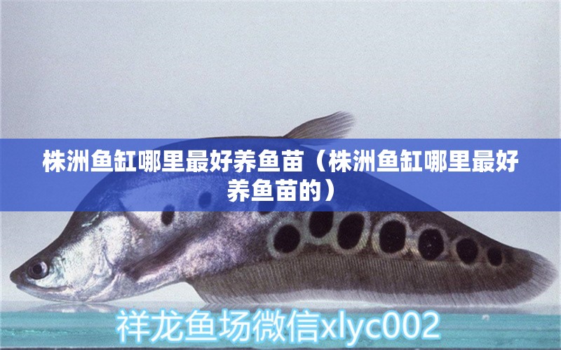 株洲魚缸哪里最好養(yǎng)魚苗（株洲魚缸哪里最好養(yǎng)魚苗的） 南美異型魚