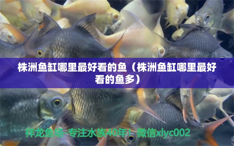 株洲魚(yú)缸哪里最好看的魚(yú)（株洲魚(yú)缸哪里最好看的魚(yú)多） 量子養(yǎng)魚(yú)技術(shù)