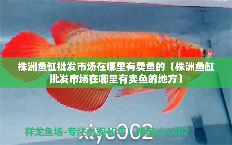 株洲魚缸批發(fā)市場在哪里有賣魚的（株洲魚缸批發(fā)市場在哪里有賣魚的地方） 祥龍水族醫(yī)院