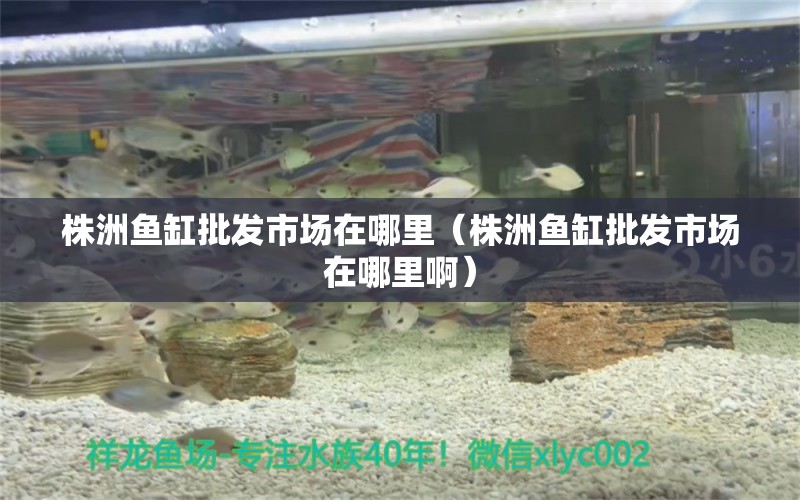 株洲魚缸批發(fā)市場在哪里（株洲魚缸批發(fā)市場在哪里?。? title=