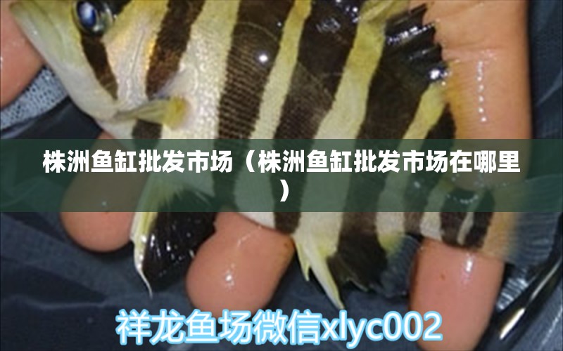 株洲魚缸批發(fā)市場（株洲魚缸批發(fā)市場在哪里）