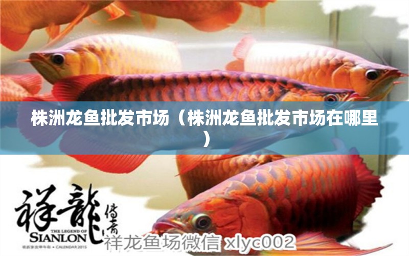 株洲龍魚批發(fā)市場（株洲龍魚批發(fā)市場在哪里）