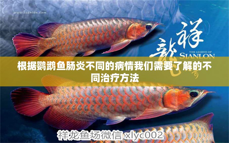 根據(jù)鸚鵡魚腸炎不同的病情我們需要了解的不同治療方法 鸚鵡魚