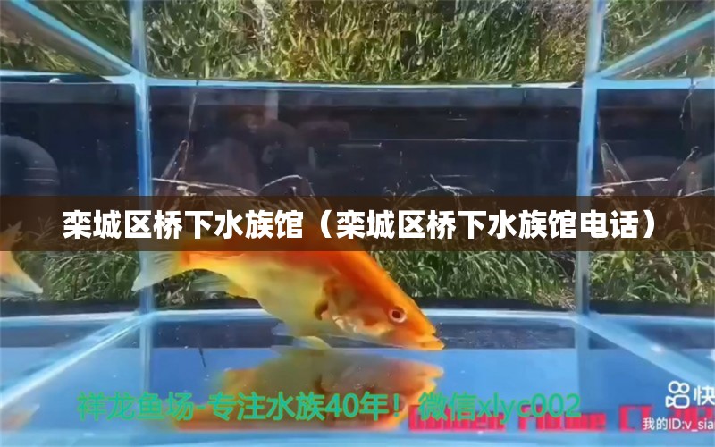 欒城區(qū)橋下水族館（欒城區(qū)橋下水族館電話）