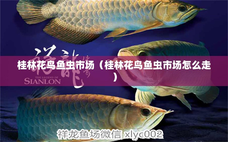 桂林花鳥魚蟲市場(chǎng)（桂林花鳥魚蟲市場(chǎng)怎么走）