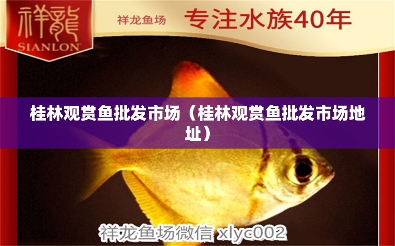 桂林觀賞魚批發(fā)市場(chǎng)（桂林觀賞魚批發(fā)市場(chǎng)地址）