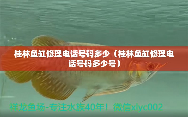 桂林魚缸修理電話號(hào)碼多少（桂林魚缸修理電話號(hào)碼多少號(hào)）