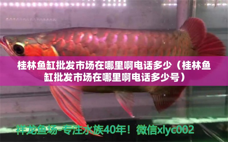 桂林魚缸批發(fā)市場在哪里啊電話多少（桂林魚缸批發(fā)市場在哪里啊電話多少號） B級過背金龍魚