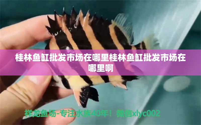 桂林魚缸批發(fā)市場在哪里桂林魚缸批發(fā)市場在哪里啊 南美異型魚