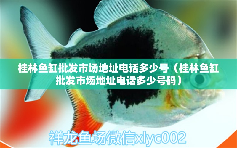 桂林魚缸批發(fā)市場地址電話多少號（桂林魚缸批發(fā)市場地址電話多少號碼）