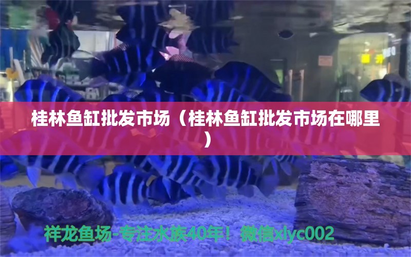 桂林魚缸批發(fā)市場（桂林魚缸批發(fā)市場在哪里） 觀賞魚水族批發(fā)市場