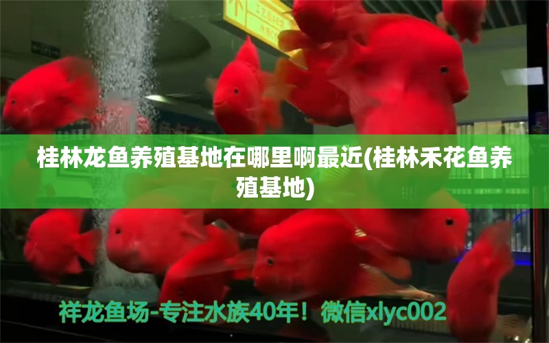 桂林龍魚養(yǎng)殖基地在哪里啊最近(桂林禾花魚養(yǎng)殖基地) 申古銀版魚