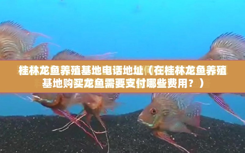 桂林龍魚養(yǎng)殖基地電話地址（在桂林龍魚養(yǎng)殖基地購(gòu)買龍魚需要支付哪些費(fèi)用？） 水族問(wèn)答 第1張