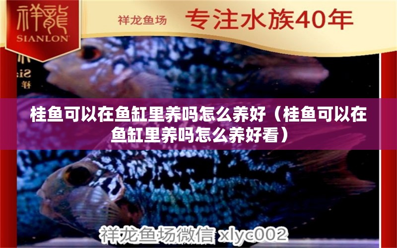 桂魚可以在魚缸里養(yǎng)嗎怎么養(yǎng)好（桂魚可以在魚缸里養(yǎng)嗎怎么養(yǎng)好看）