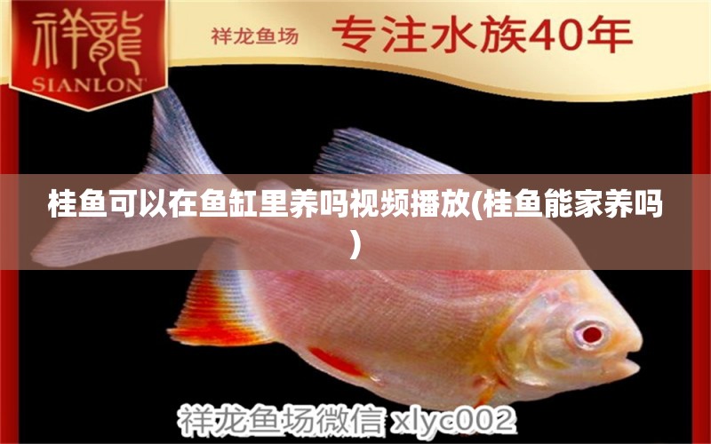 桂魚可以在魚缸里養(yǎng)嗎視頻播放(桂魚能家養(yǎng)嗎) 純血皇冠黑白魟魚