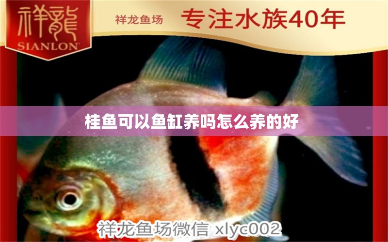 桂魚可以魚缸養(yǎng)嗎怎么養(yǎng)的好  觀賞龜/鱉飼料