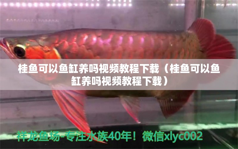 桂魚(yú)可以魚(yú)缸養(yǎng)嗎視頻教程下載（桂魚(yú)可以魚(yú)缸養(yǎng)嗎視頻教程下載）