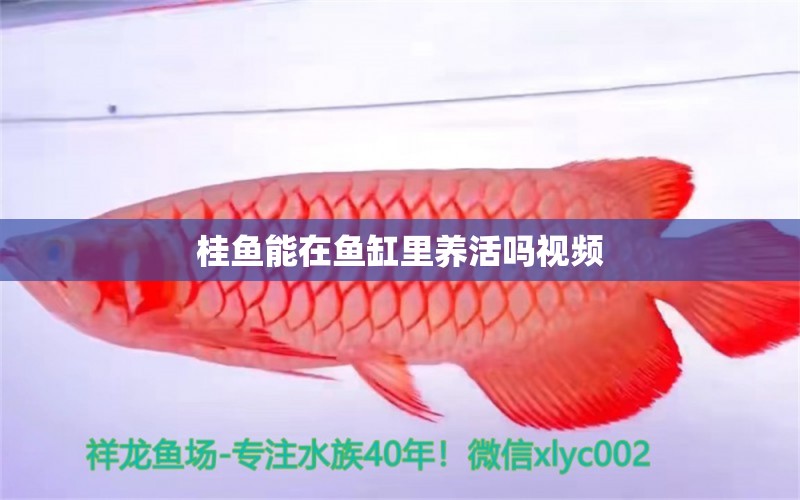 桂魚能在魚缸里養(yǎng)活嗎視頻 祥龍魚場